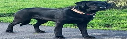 Labrador Retriever dogs for sale: Beautiful KC registered Black lab puppy - last boy - Advert 10