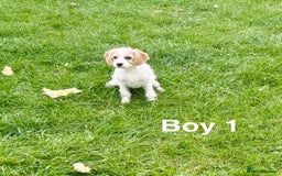 Cavapoo dogs for sale: Looking for forever homes - Image 3