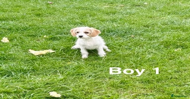 Cavapoo dogs - Advert 2
