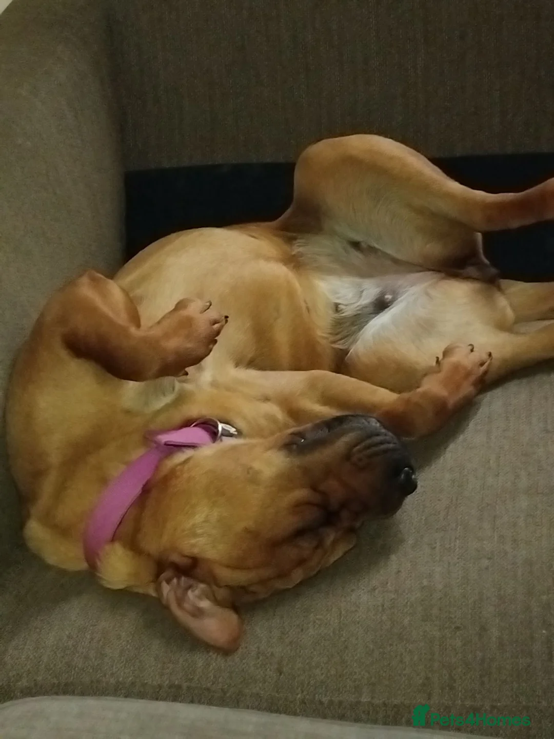 Mixed Breed dogs for sale: Sharpai x rottweiler  in Biggleswade - Advert 2