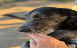 Mixed Breed dogs for adoption: LIA - a Beautiful young Girl, for a Loving Home - Image 7