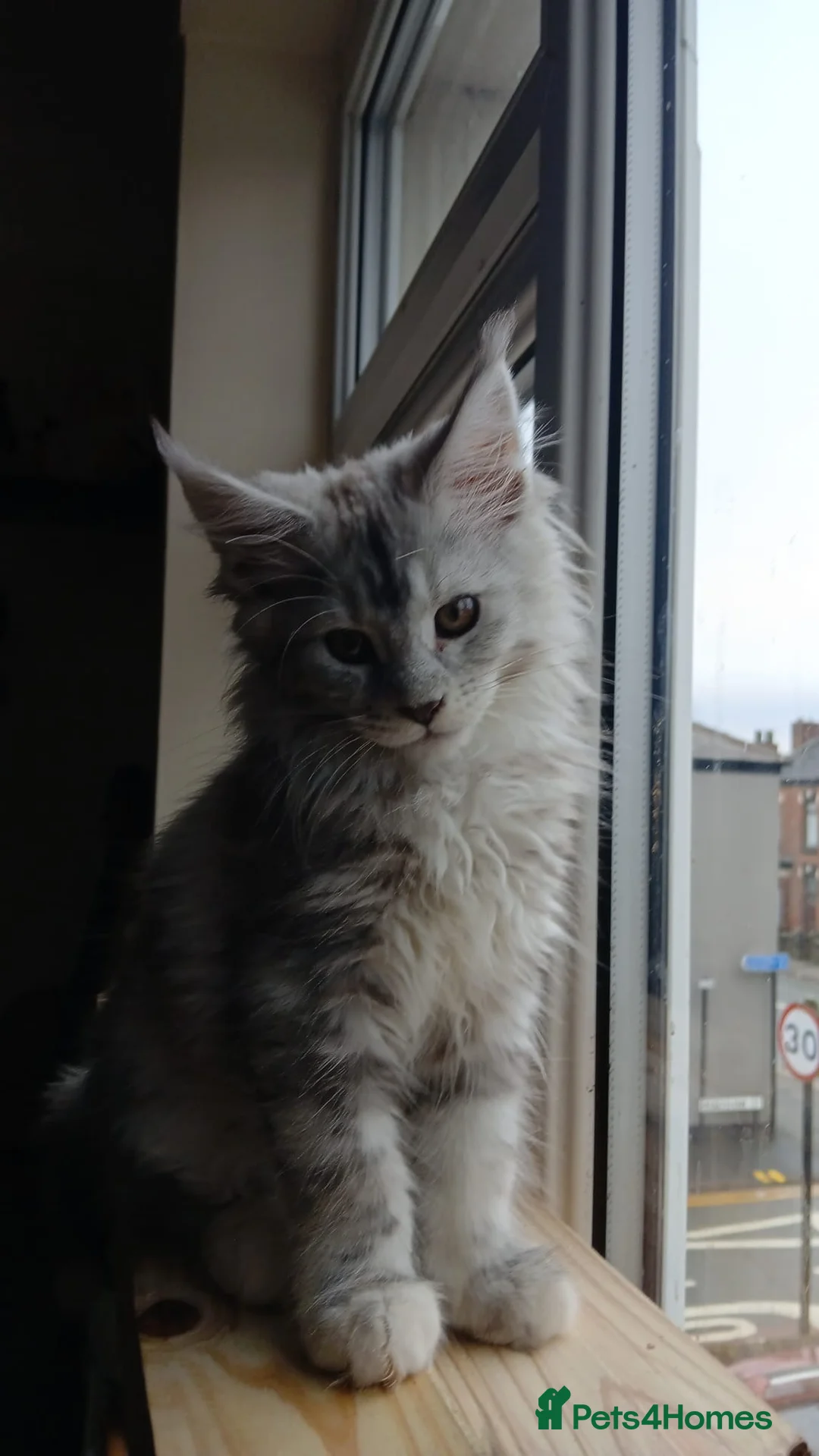 Maine Coon cats for sale: Maine coon kittens  - Advert 14