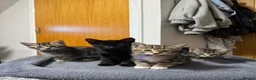 Domestic Shorthair cats for sale: Kittens in Huntly - Advert 9