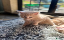 Maine Coon cats for sale: TICA registered pedigree Maine Coon kittens  - Image 9