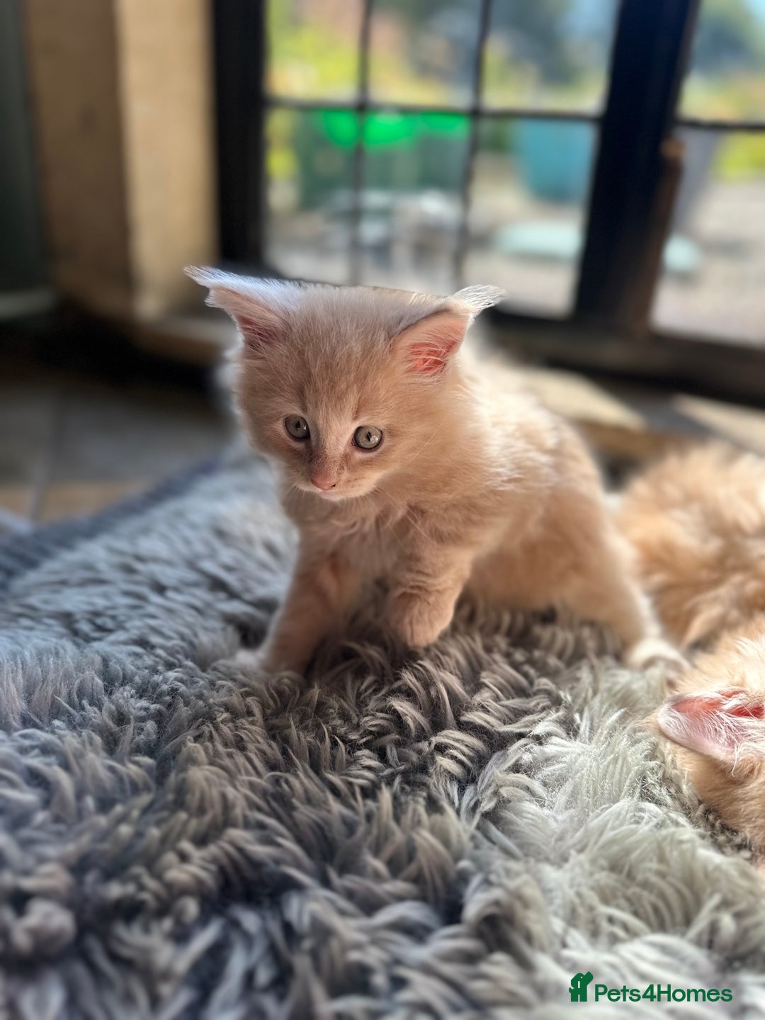Maine Coon cats for sale: TICA registered pedigree Maine Coon kittens  - Image 9