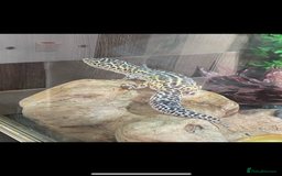Leopard Gecko reptiles for sale: Leopard gecko and viv  - Image 1