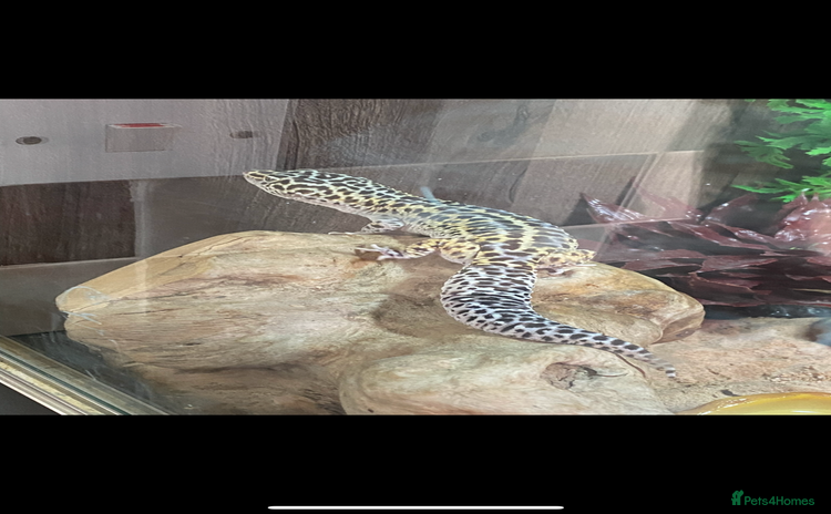 Leopard Gecko reptiles - Advert 16