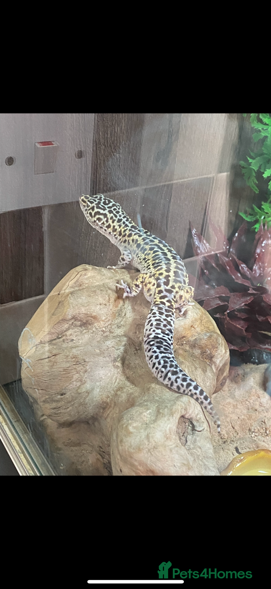 Leopard Gecko reptiles for sale: Leopard gecko and viv  - Image 1