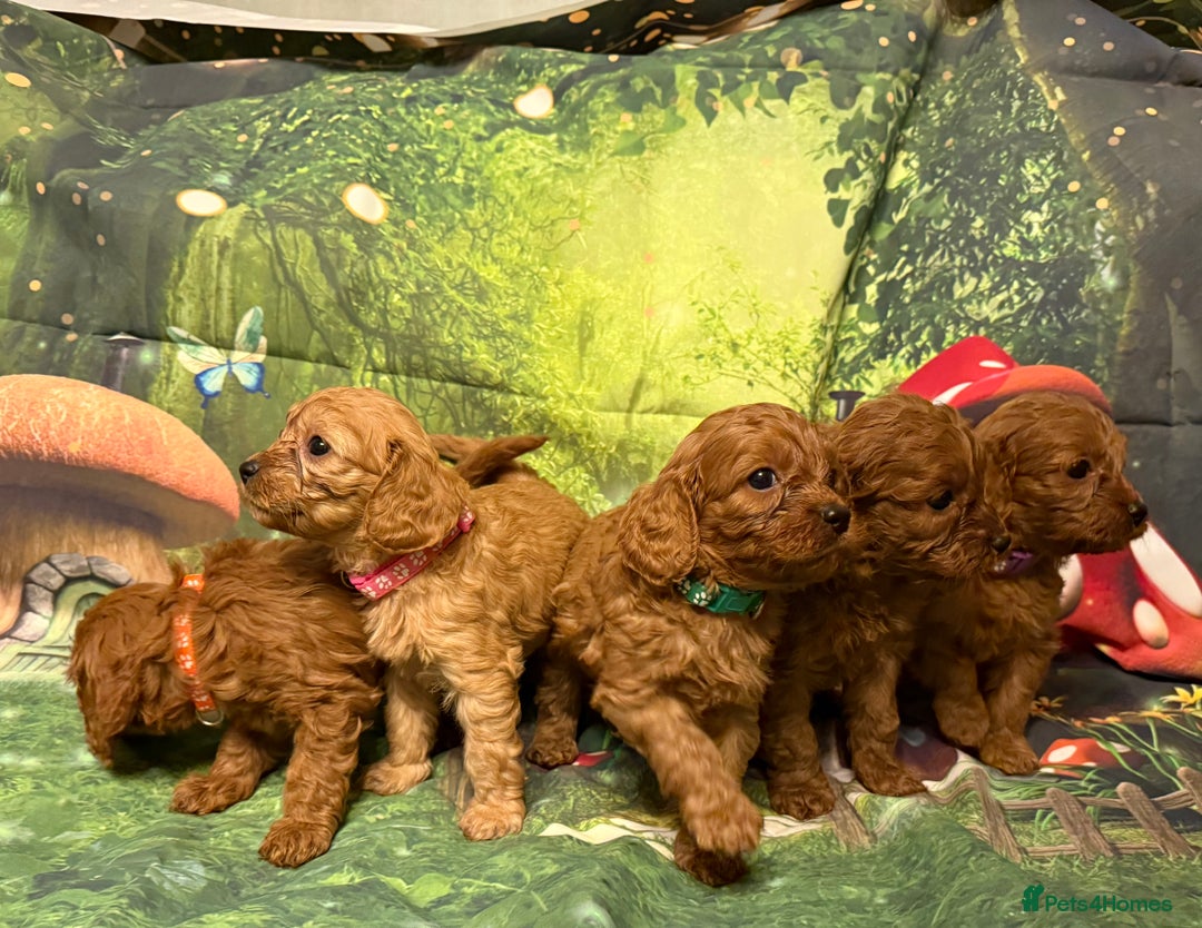 Cavapoo dogs for sale: Lovely litter of F1 Cavapoos - Advert 3
