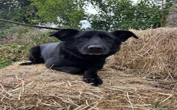 Mixed Breed dogs for adoption: Lady - Norwich Norfolk  - Image 2