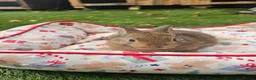 Netherland Dwarf rabbits for sale: Baby Rabbits for Sale – Beautiful Colours 🐰❤️ - Advert 22
