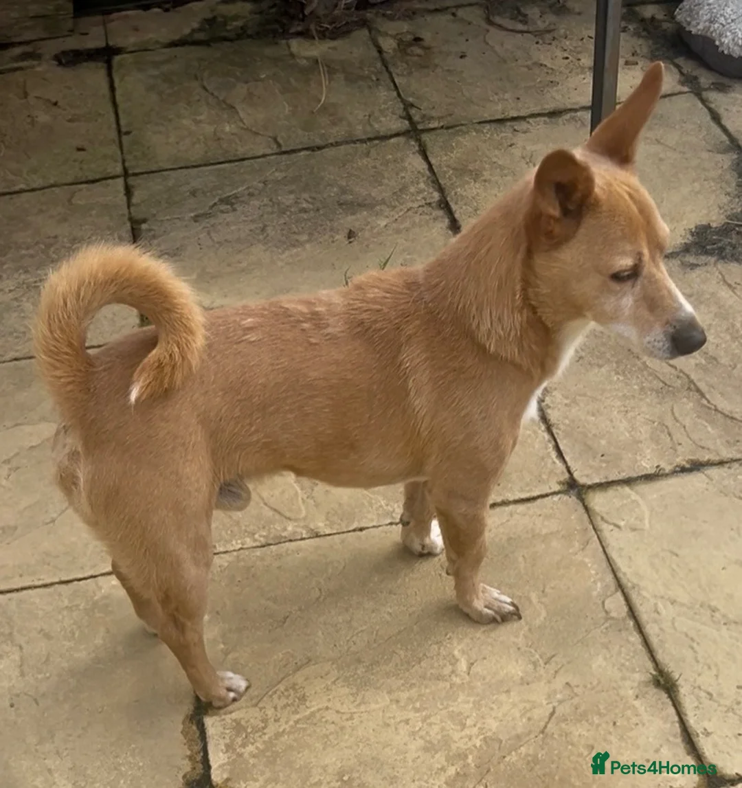 Mixed Breed dogs for sale: Mrs Julie Jones - Advert 3