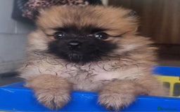 Pomeranian dogs for sale: Xxs Pomeraniums  - Image 38