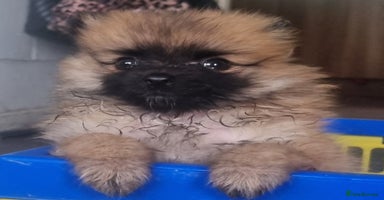 Pomeranian dogs - Advert 16