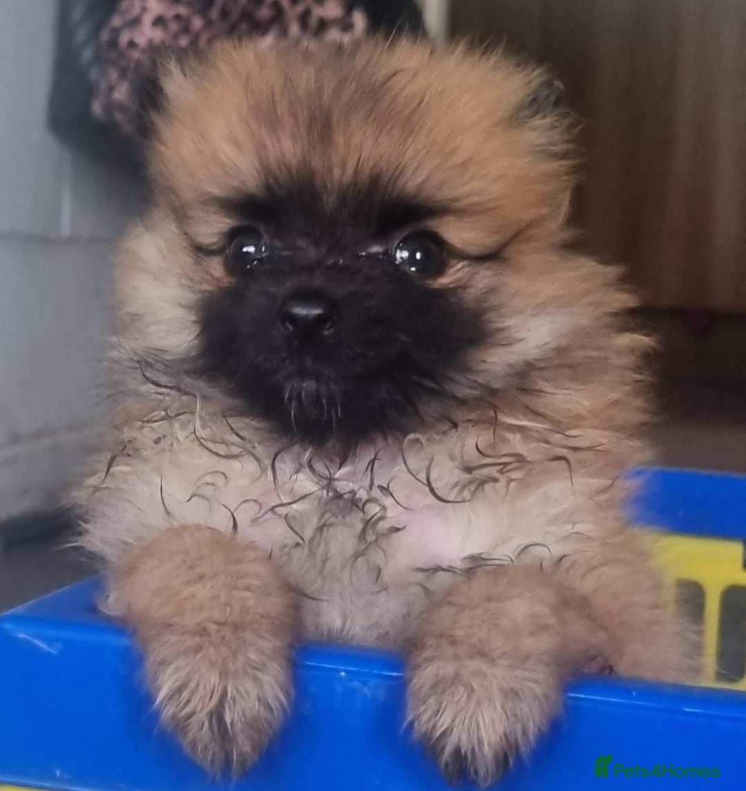 Pomeranian dogs for sale: Xxs Pomeraniums  - Image 38
