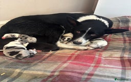 Border Collie dogs for sale: Ready to go! Beautiful Border Collie pup in Haverfordwest - Image 2