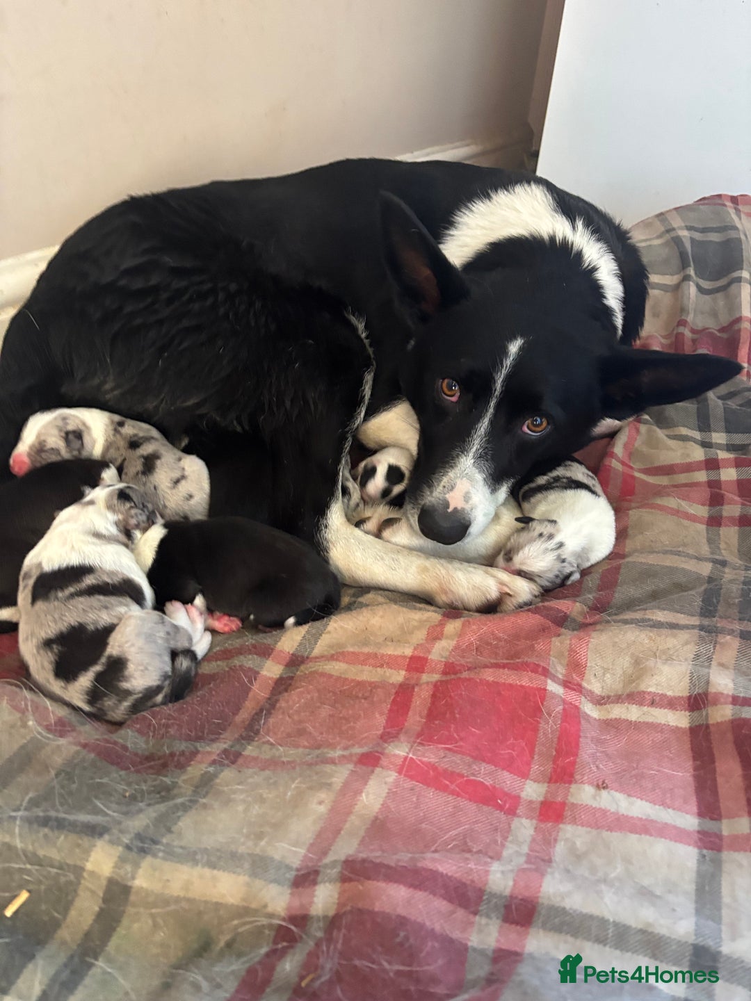Border Collie dogs for sale: Ready to go! Beautiful Border Collie pup in Haverfordwest - Image 2
