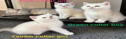 British Shorthair cats for sale: Stunning GCCF Gold/Silver Tipped BSH Kittens - Advert 9