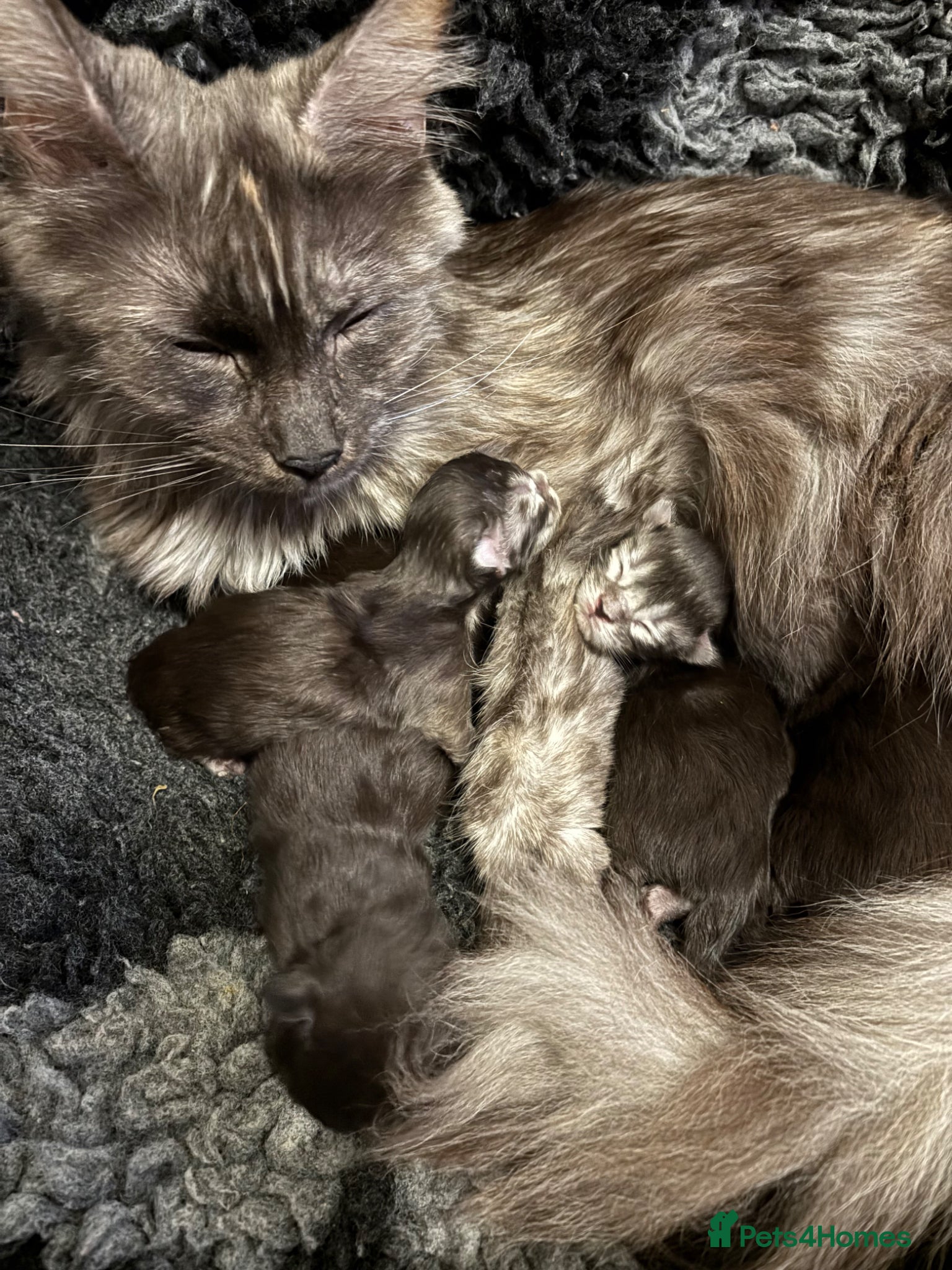 Maine Coon cats GCCF Mainecoon silver and black smokes - Advert 2