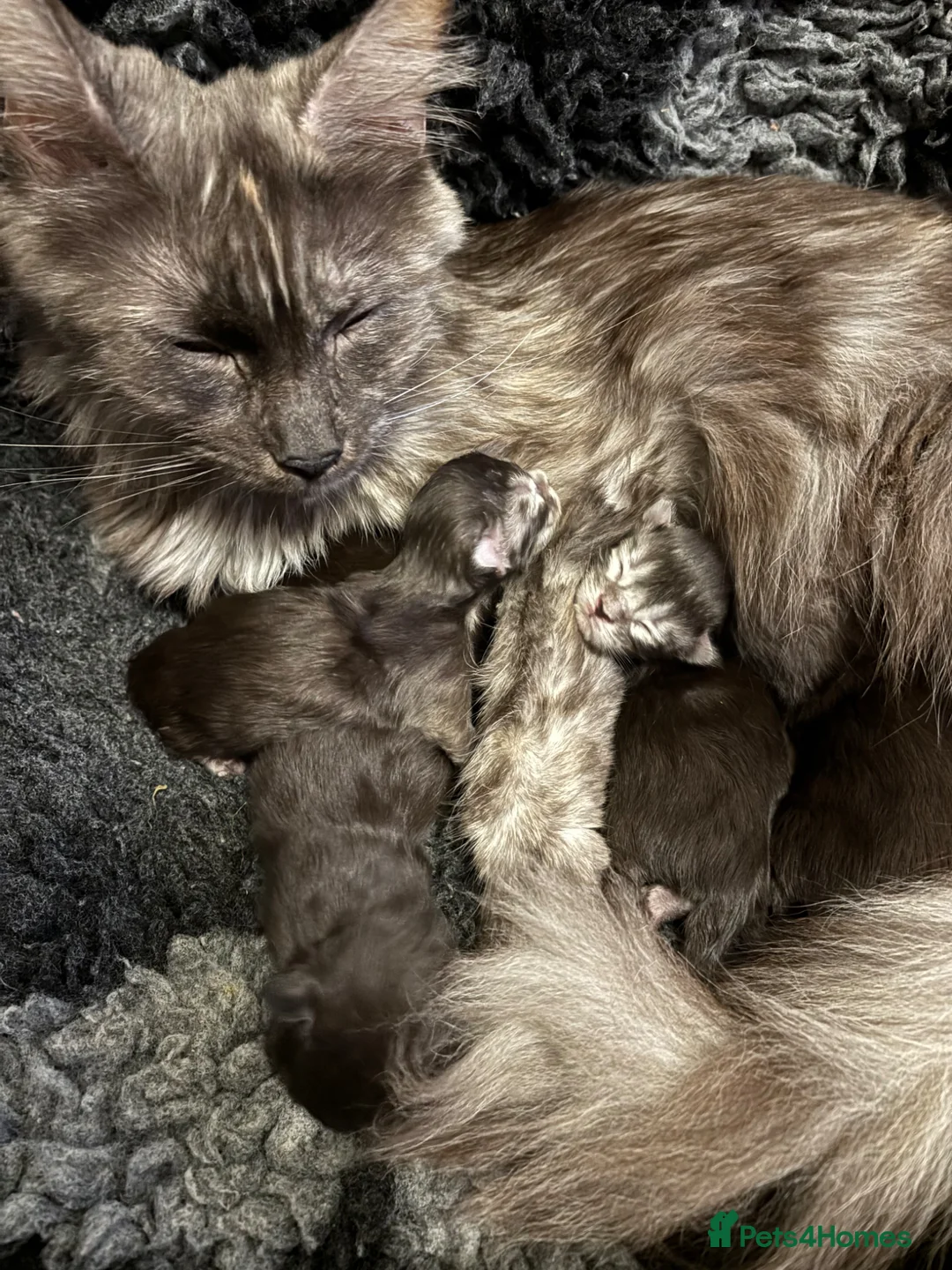 Maine Coon cats for sale: GCCF Mainecoon silver and black smokes - Advert 2