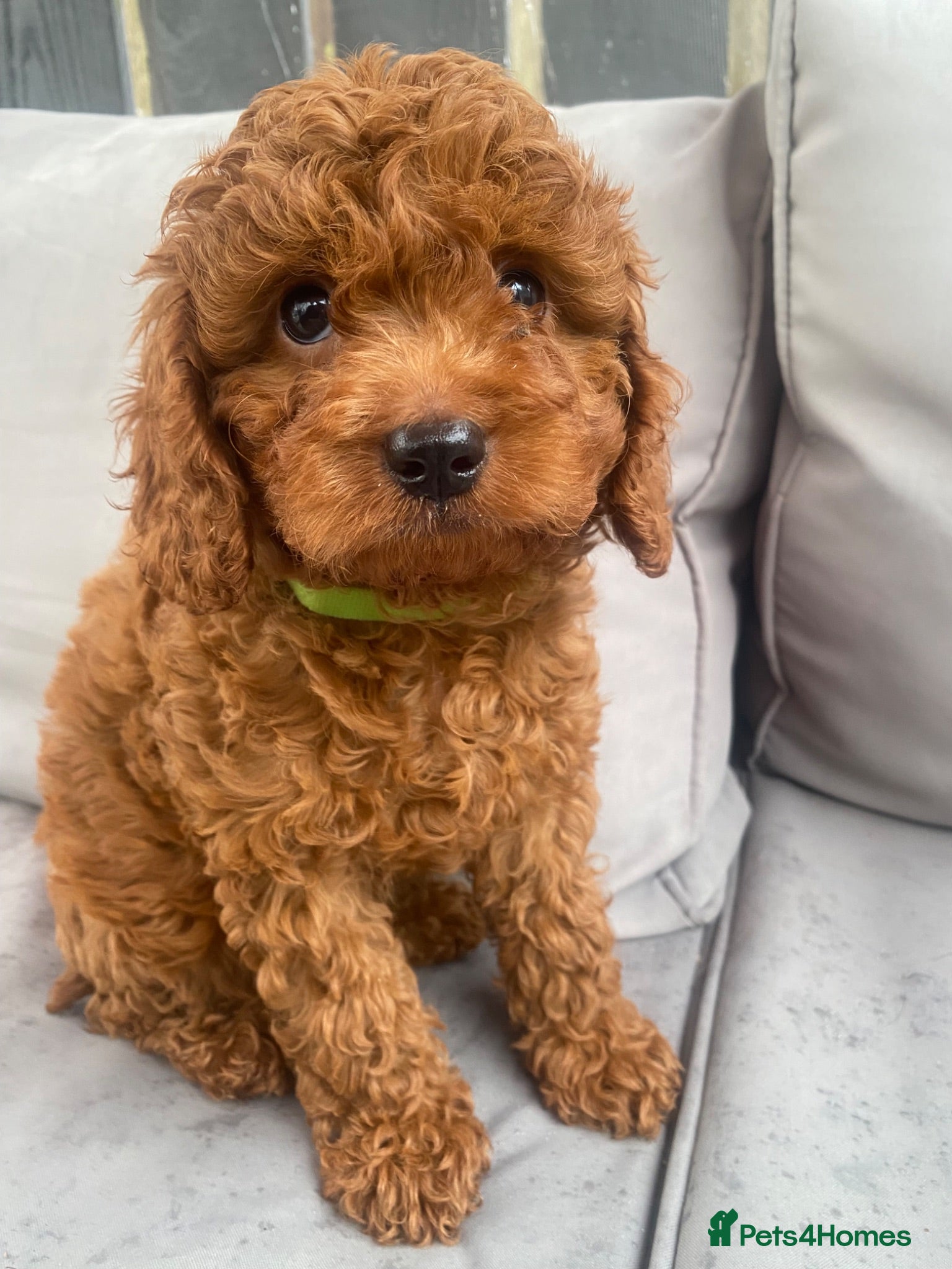 Toy Poodle dogs Cavapoo male puppies ready now  - Advert 15