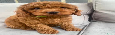 Copper