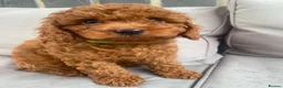 Toy Poodle dogs for sale: Cavapoo male puppies ready now  - Advert 1