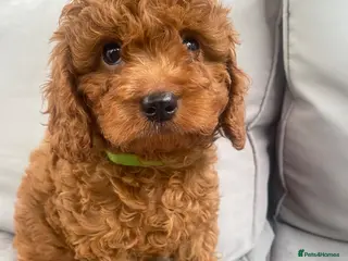 Toy Poodle dogs Cavapoo male puppies ready now - Advert 5