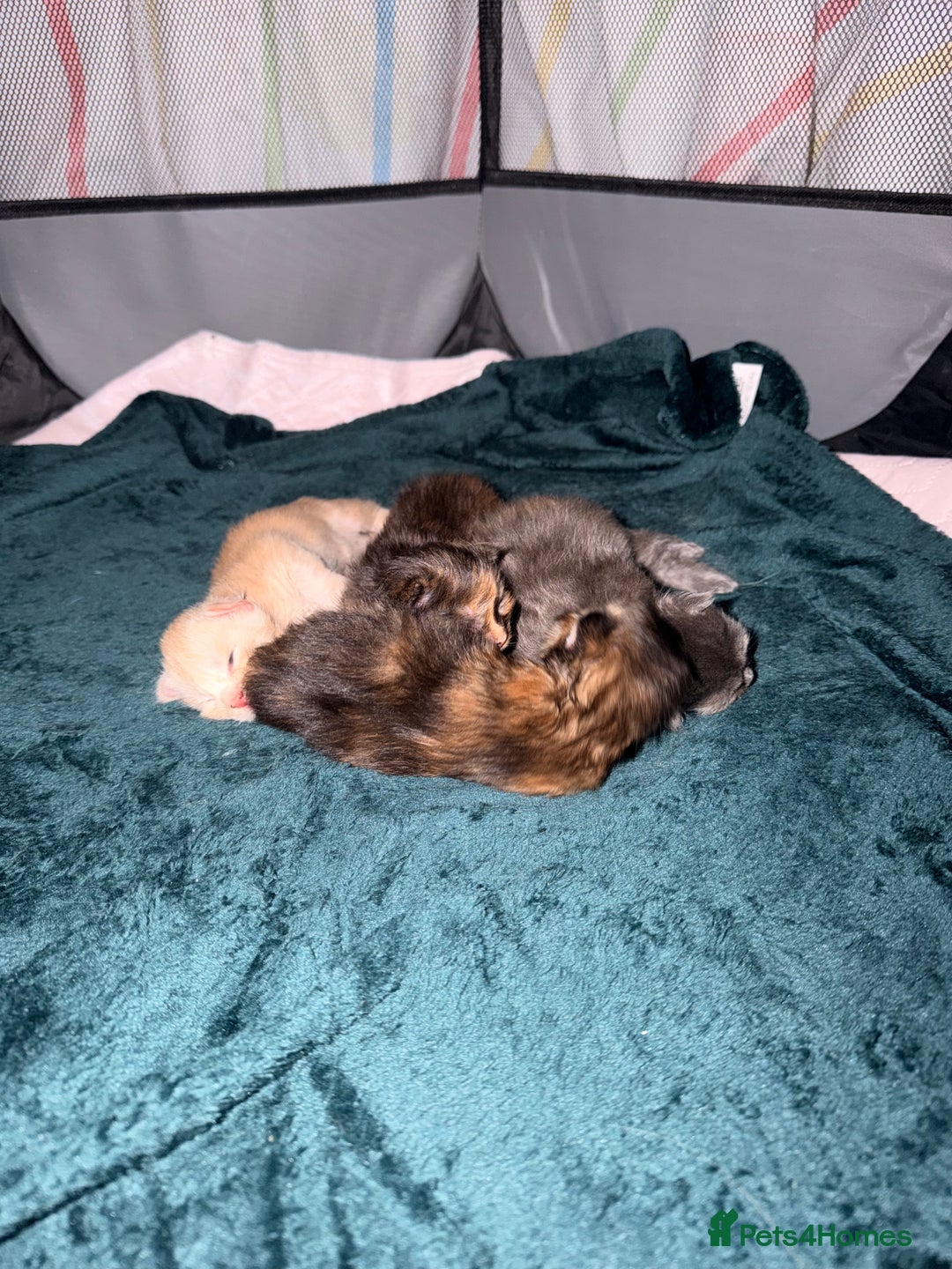 Maine Coon cats for sale: 4 gorgeous Maine coon kittens for sale  - Advert 3