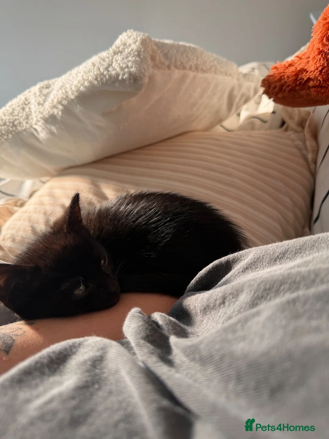 Mixed Breed cats for sale: Beautiful male kitten - Advert 2