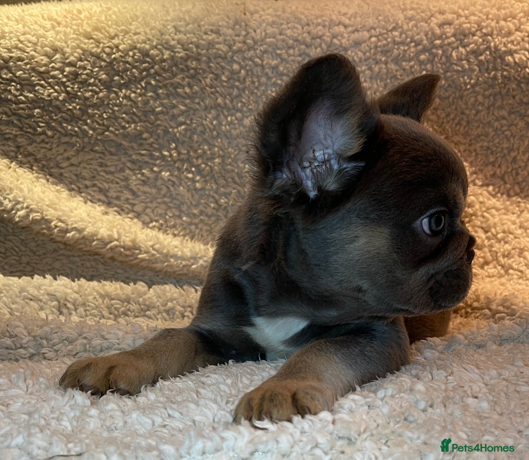 French Bulldog dogs for sale: Beautiful Fluffy Frenchie Pups - Advert 16