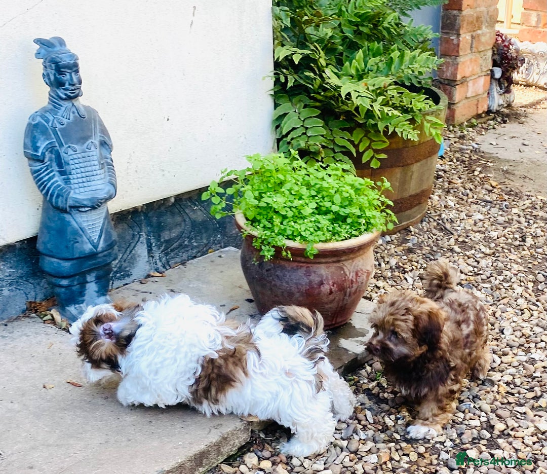 Shih Tzu dogs for sale: 🌟 HAPPY TEDDY BEAR MALSHI-POO PUPS - Image 2