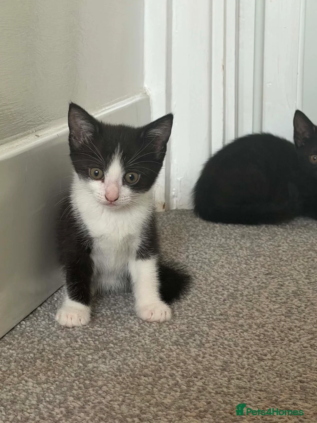 Mixed Breed cats for sale: Kittens for sale  in Canvey Island - Advert 5