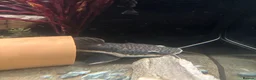 Catfish fish for sale: Red tail catfish  - Advert 2