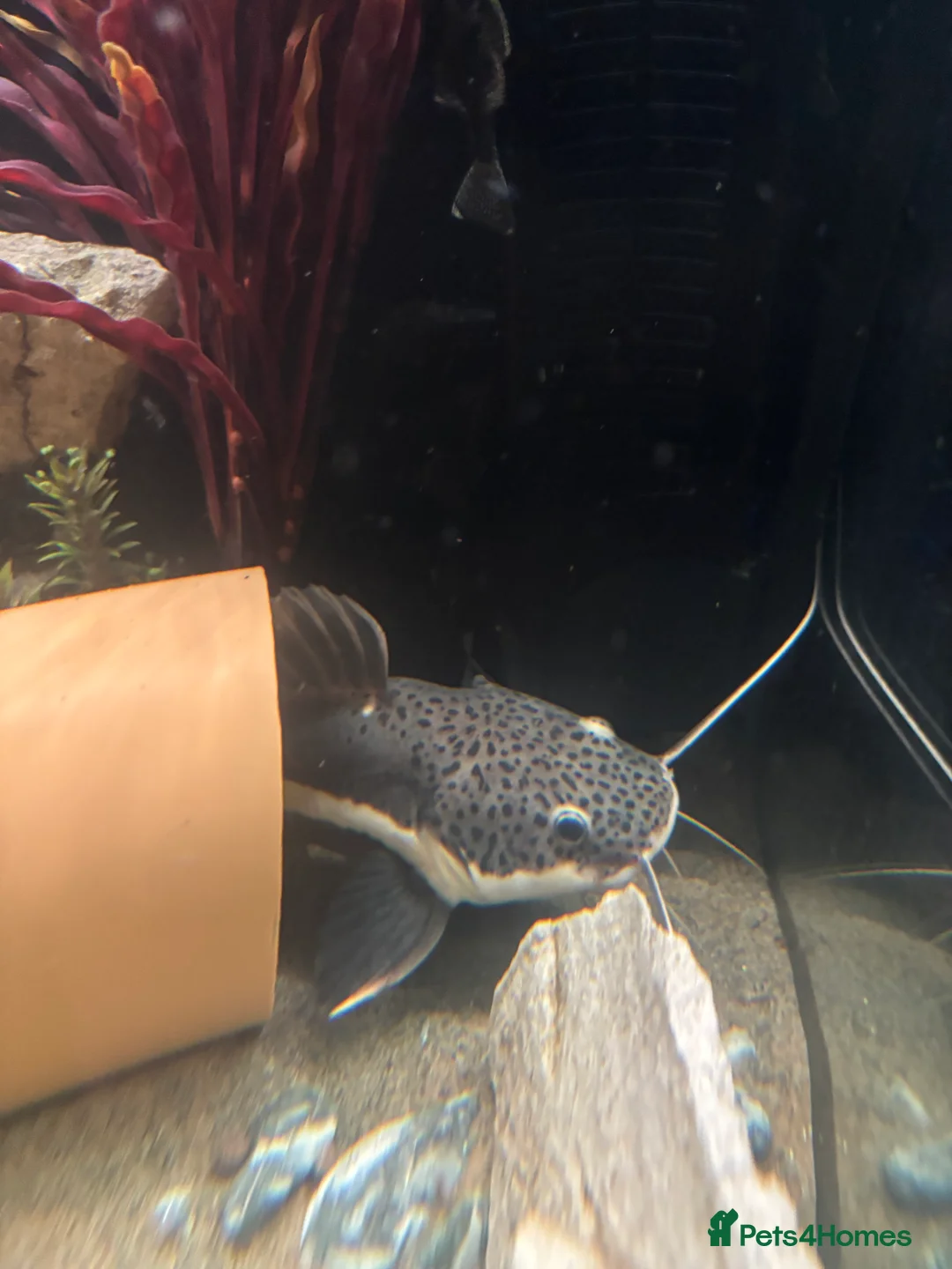 Catfish fish for sale: Red tail catfish  - Advert 2