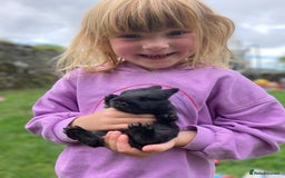 Lionhead rabbits for sale: Family of mixed lion head and mini lops. - Image 4