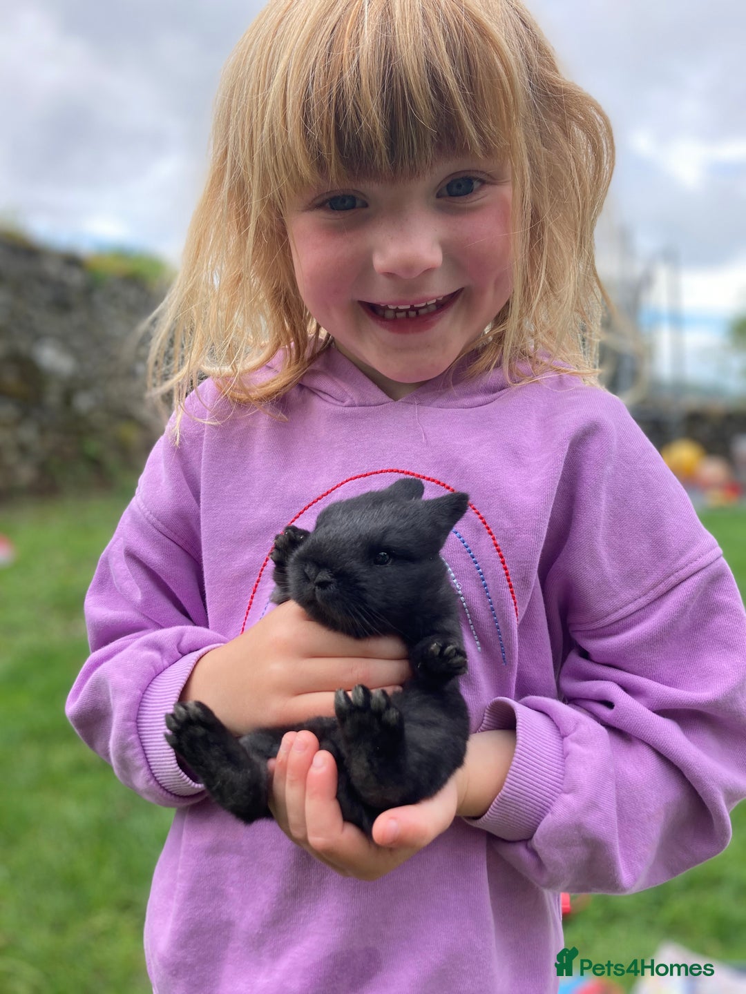 Lionhead rabbits for sale: Family of mixed lion head and mini lops. - Image 4