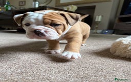 Old Tyme Bulldog dogs for sale: **Chunky NEBBER OLD TYME BULLDOG** - Image 6