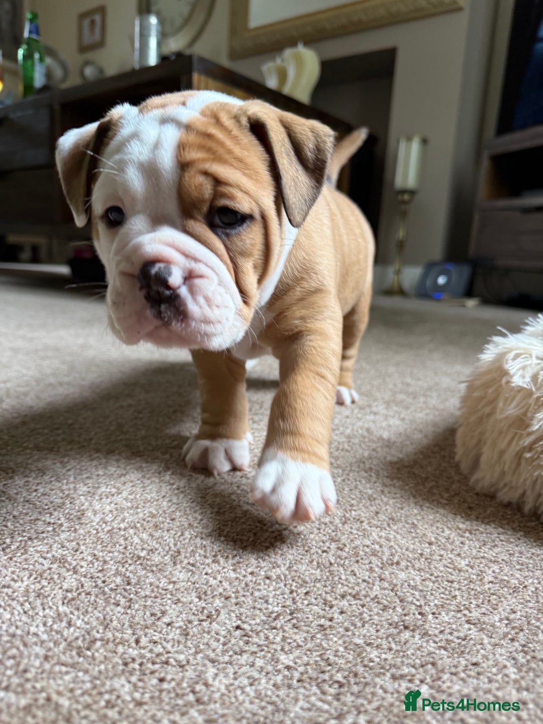 Old Tyme Bulldog dogs for sale: **Chunky NEBBER OLD TYME BULLDOG** - Image 6