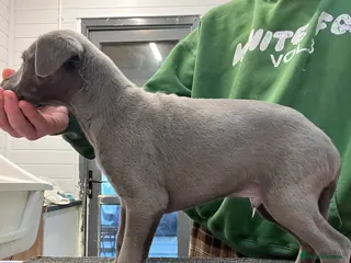 Whippet dogs WHIPPET PUPS KC REG - Advert 9