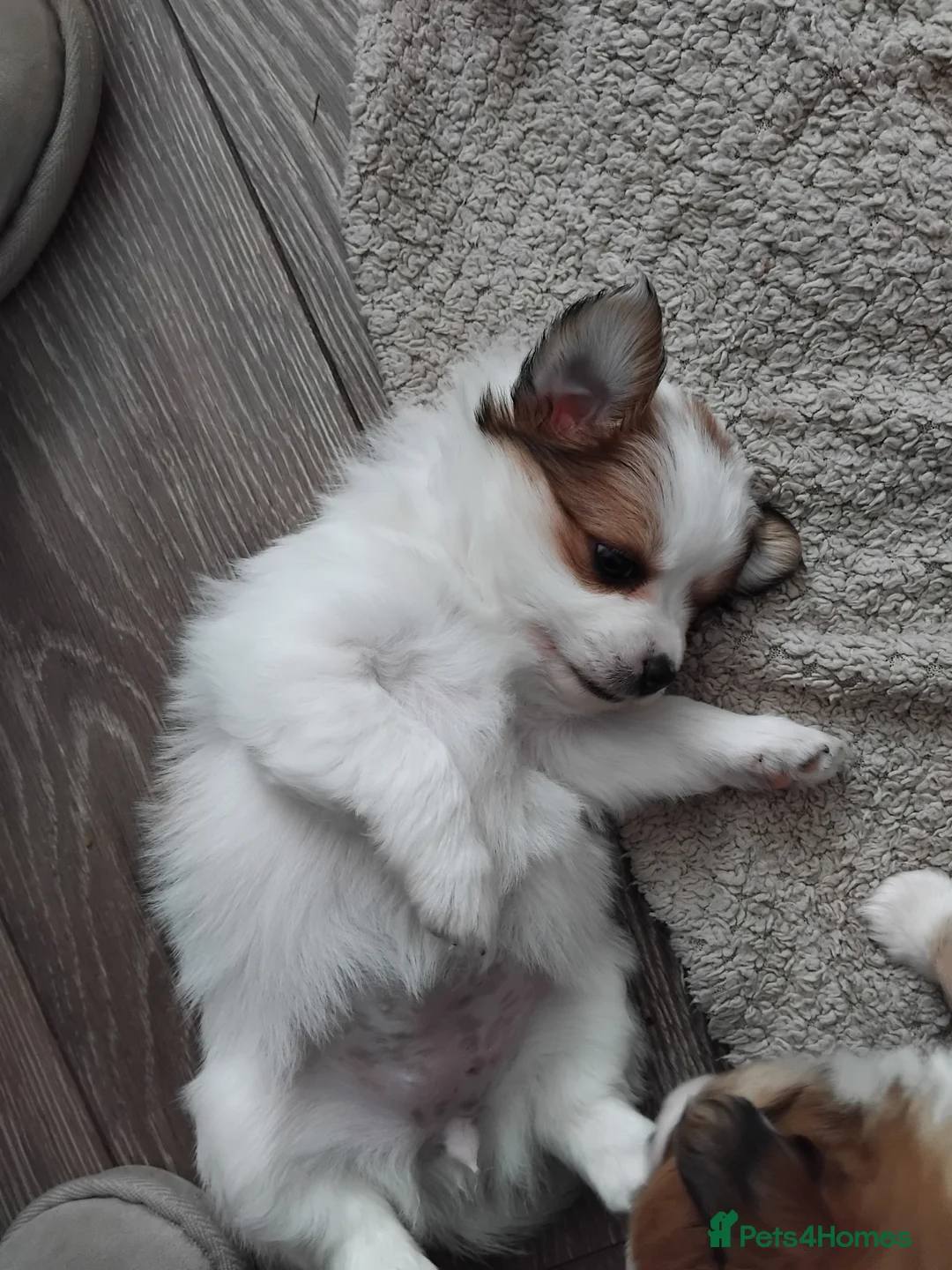 Pomchi dogs for sale: Pomchi puppies - Advert 13