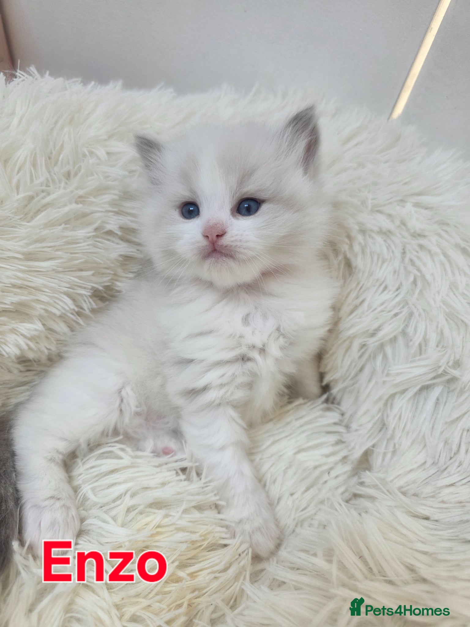 Ragdoll cats GCCF registered Ragdoll kittens  - Advert 2