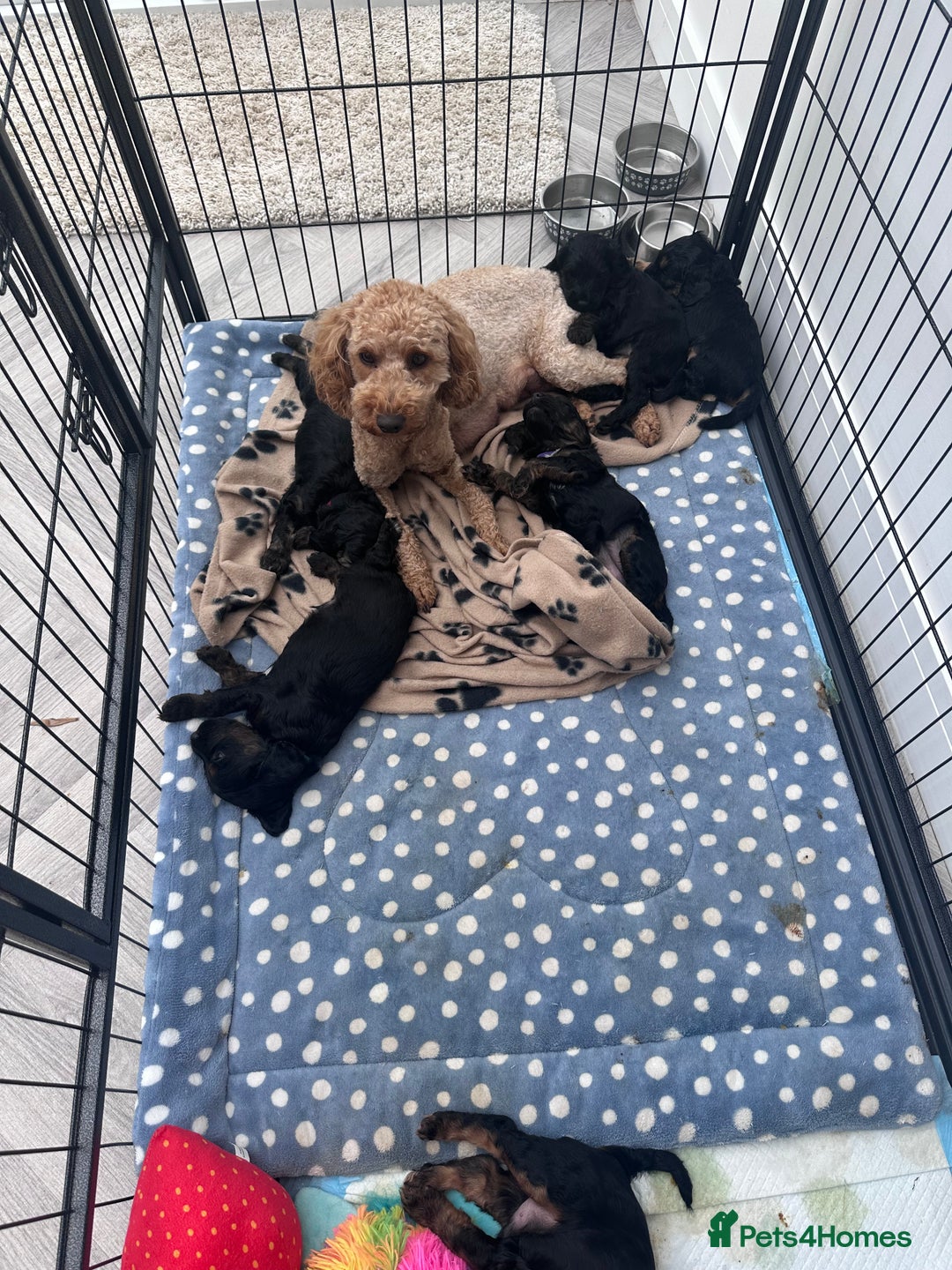 Cockapoo dogs for sale: Beautiful tri cockerpoos  - Image 15