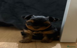 Yorkshire Terrier dogs for sale: Beautiful Yorkie Puppy – 1 Girl Available - Image 2
