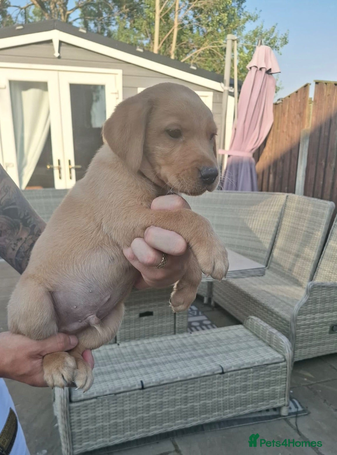 Labrador Retriever dogs   Labrador puppies  - Advert 2