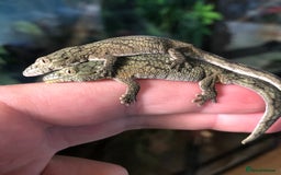 Gecko reptiles for sale: Mix of new Caledonian Geckos - Image 13