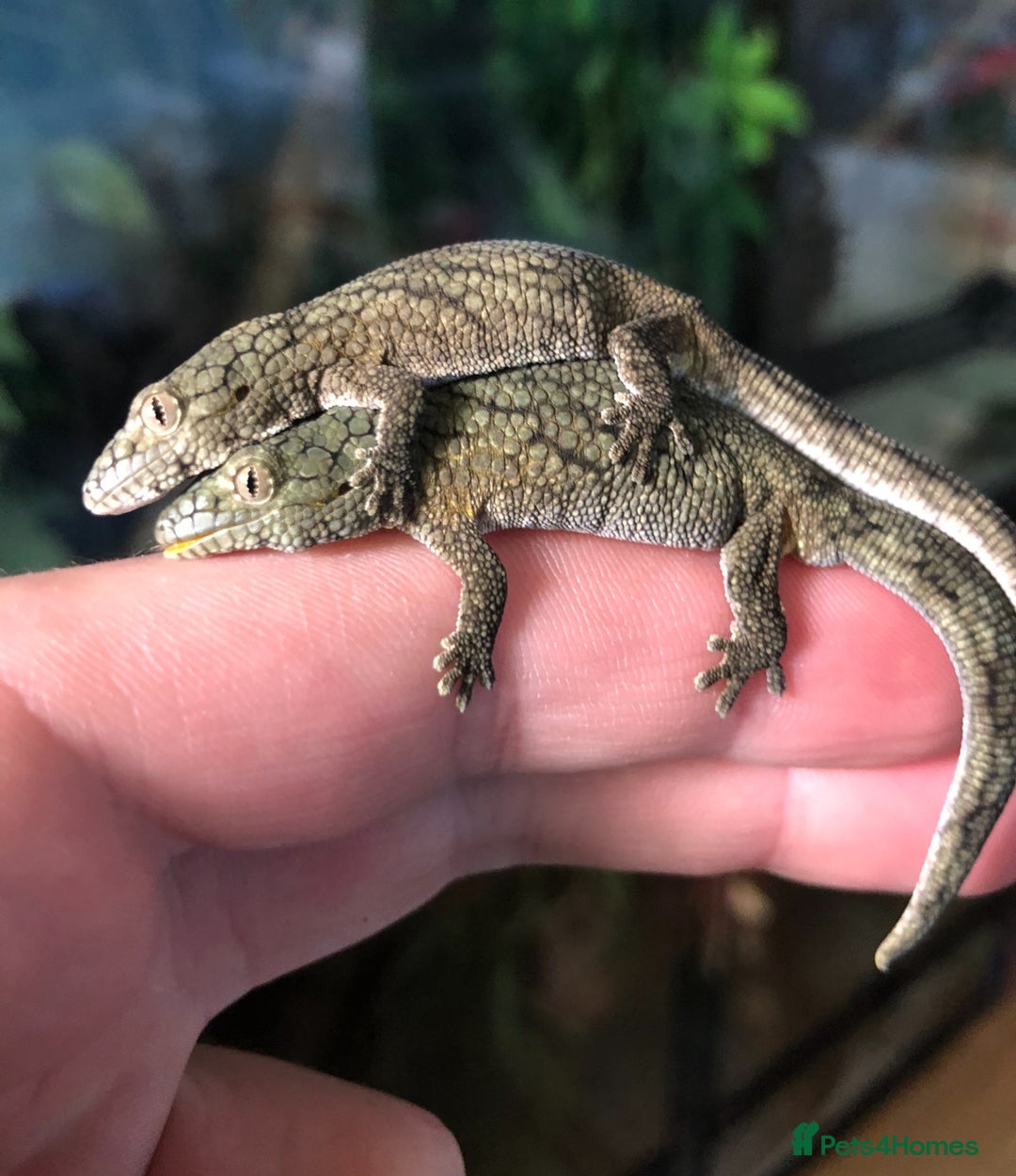 Gecko reptiles for sale: Mix of new Caledonian Geckos - Image 13
