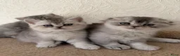 Scottish Fold cats for sale: Adorable Scottish Fold Kittens  - Advert 2