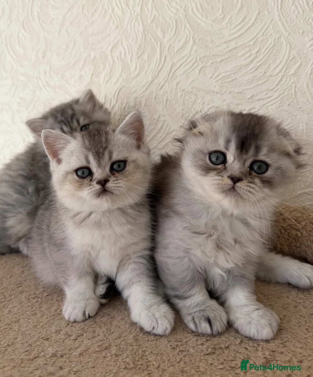 Scottish Fold cats for sale: Adorable Scottish Fold Kittens  - Advert 2