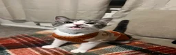 Mixed Breed cats for sale: Grey and white tabby kitten  in Walsall - Advert 2